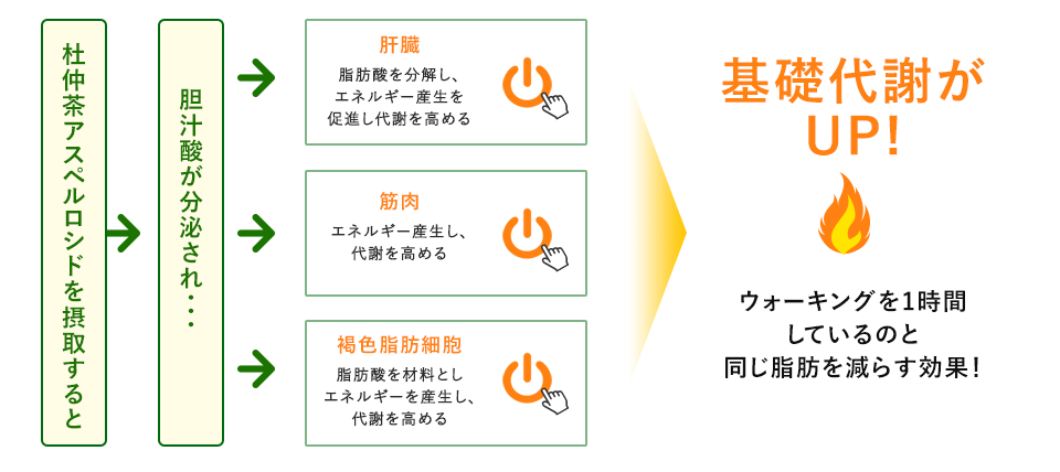 杜仲茶アスペルロシドを摂取すると胆汁酸が分泌され・・・基礎代謝がUP!　ウォーキングを1時間しているのと同じ脂肪を減らす効果！