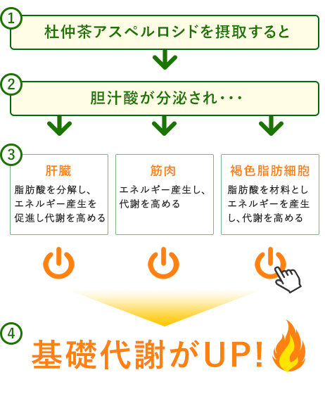 杜仲茶アスペルロシドを摂取すると胆汁酸が分泌され・・・基礎代謝がUP!