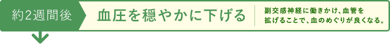 約2週間後 血圧を穏やかに下げる 副交換神経に働きかけ、血管を広げることで、血のめぐりが良くなる。