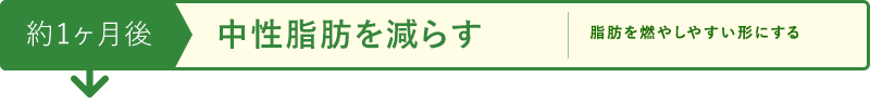 約1ヶ月後 中性脂肪を減らす 脂肪を燃やしやすい形にする