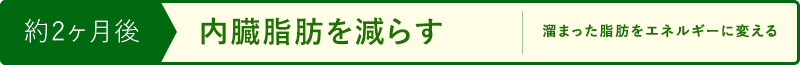 約2ヶ月後 内臓脂肪を減らす 溜まった脂肪をエネルギーに変える